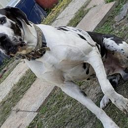 Australian Shepherds, Great Danes, and Great Pyrenees from AEW Farm