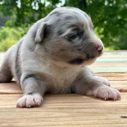 Girl 2 - Blue merle female Miniature Australian Shepherd puppy in Doddridge, Arkansas from Huddleston Farm