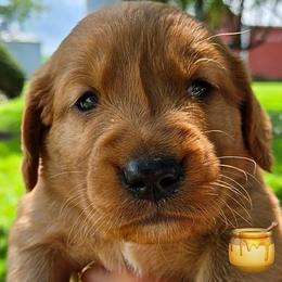 Pear from our Fruits of Summer litter - Dark golden female Golden Retriever puppy in Fisher, Illinois from Aslan's Pride of Fidei Family Farms