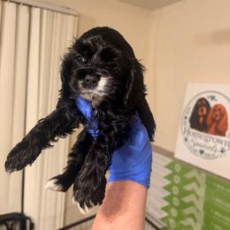Lillypad - Black and white female Cocker Spaniel puppy in Hickory, North Carolina from Homegrown Spaniels