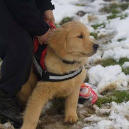 Golden Retriever Puppies from OPK Goldens
