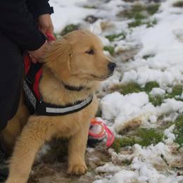 Golden Retriever Puppies from OPK Goldens