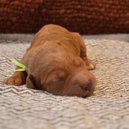Goldendoodle Puppies from Cozy Cove Goldendoodles