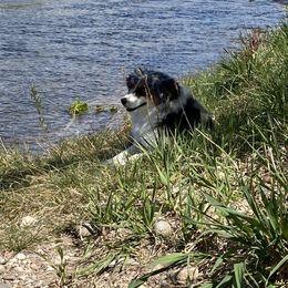 Miniature Australian Shepherd All Grown Up from ME Kennels