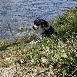 Miniature Australian Shepherd All Grown Up from ME Kennels