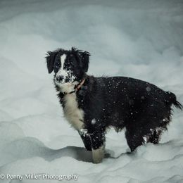 Miniature Australian Shepherd All Grown Up from Tincture of Thyme