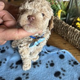 Cockapoo, Sheepadoodle, and Whoodle Puppies from Saddle Mountain Doodles