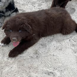 Spider-Man - Red & white male Australian Shepherd puppy in Whitwell, Tennessee from Owl Hollow Farm