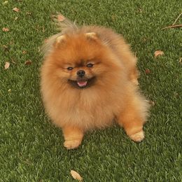 Ringo - Pomeranian