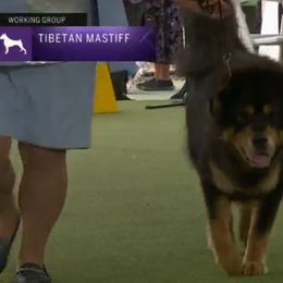 Tibetan Mastiffs from Great North Woods Tibetan Mastiffs