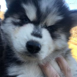 Pomsky and Siberian Husky Puppies from Cold Mountain Kennel