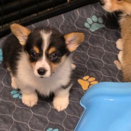 Charm - Black and tan female Pembroke Welsh Corgi puppy in Charleston, Arkansas from Hilltop Corgis