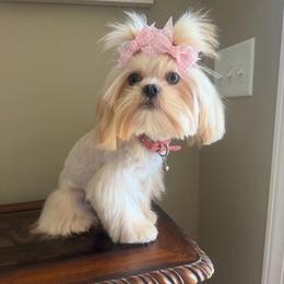 Melina - Cream and white female Shih Tzu puppy in Burlington, North Carolina from Nancy’s Lil’Shih Tzus