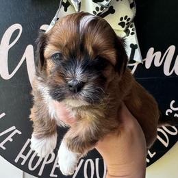 Red Female - Red and white female Shihpoo puppy in Asheboro, North Carolina from Southern Bred Pups