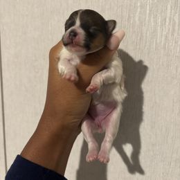 Seidy - Orange parti female Pomeranian puppy in Eastover, North Carolina from Tea-Cake Pomeranians of The Carolinas