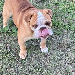Bulldog and French Bulldog Puppies from English and Frenchie kennels
