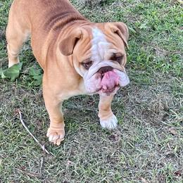 Bulldog and French Bulldog Puppies from English and Frenchie kennels
