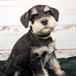 Miniature Schnauzer Puppies from Halo Schnauzer