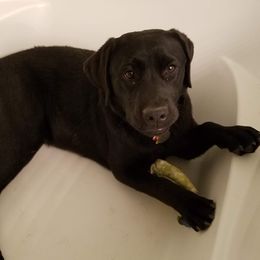 Labrador Retrievers from Gentry Labs