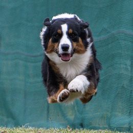 QUINN - Australian Shepherd