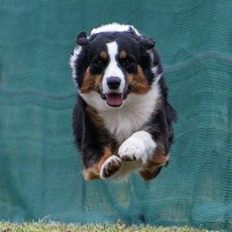 QUINN - Australian Shepherd