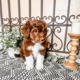 Mercury - Brown and white male Aussiedoodle puppy in Beaver, Utah from Rocky Ridge Ranch