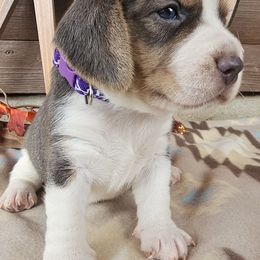Blue tri girl - Blue tan and white female Beagle puppy in Spring Branch, Texas from Lost Trail Kennels