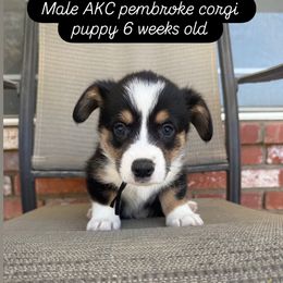 BlackCollar - Black and tan male Pembroke Welsh Corgi puppy in Norco, California from JOY Farms