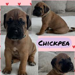 Chickpea - Fawn female Great Dane puppy in Wellsville, New York from Prophecy Danes