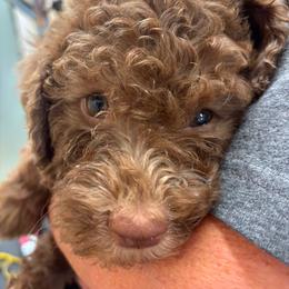 Franco Corelli Della Fino - Brown male Lagotto Romagnolo puppy in Santa Fe, New Mexico from Fino Lagotto