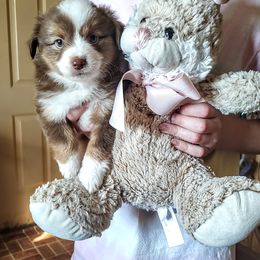 Miniature Australian Shepherd Puppies from Restabitaussies