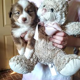 Miniature Australian Shepherd Puppies from Restabitaussies