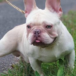 Pecan - French Bulldog