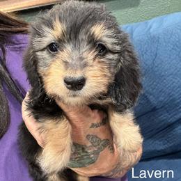 Lavern - Black and tan female Dachshund puppy in Cabool, Missouri from Dachshund's of Country Magic Farms in Missouri
