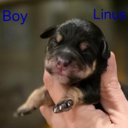Linus - Black and tan male Schnoodle puppy in Timmonsville, South Carolina from For the LOVE of Poodles, Doodles and Sheepdogs