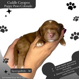 SpongeBob - Red male Cavapoo puppy in Fort Lupton, Colorado from Puppy Paws Colorado