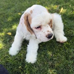 Caper-Red and white male 2 - Red and white male Cocker Spaniel puppy in Yuma, Arizona from Retrograde Kennels
