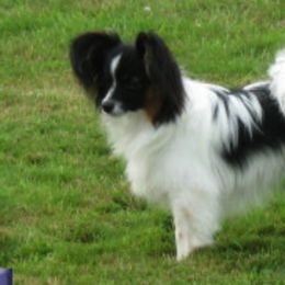 Papillons from Kalisse Papillons
