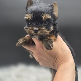 Girl 1 - Black and tan female Yorkshire Terrier puppy in Craig, Colorado from Yampa Valley Yorkies