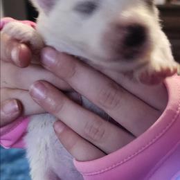 Anastasia - White female American Eskimo Dog puppy in Grants Pass, Oregon from SnH Eskies