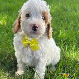 Gino (Yellow Bow) - Parti male Goldendoodle puppy in Germantown, Maryland from Honey Blossom Doodles