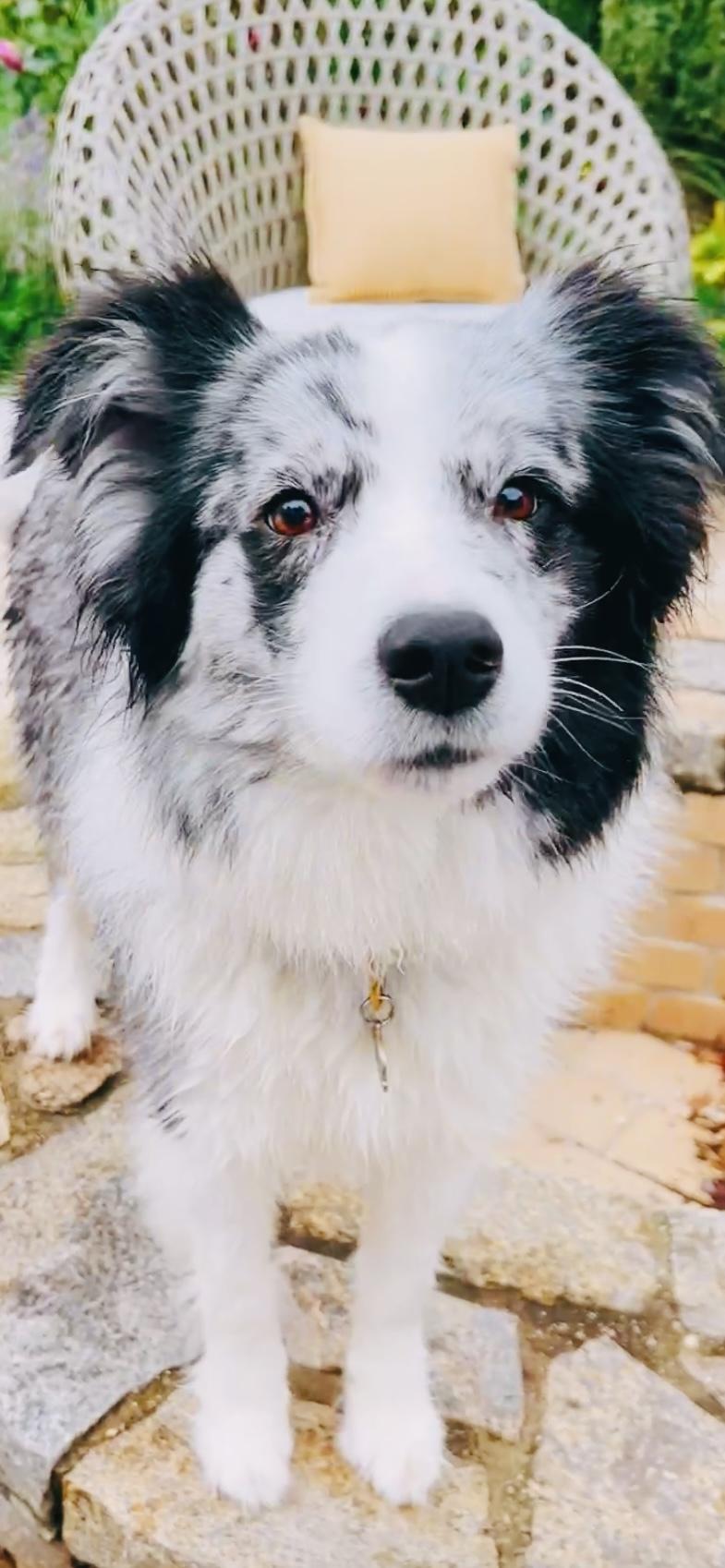 Gidget aka Smidge
