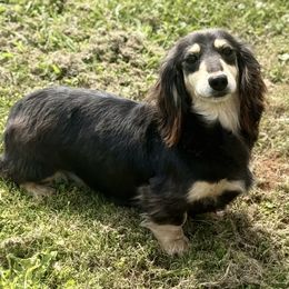Raven - Dachshund