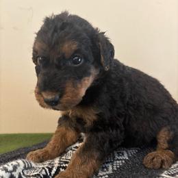 Chewy - Black and tan male Airedale Terrier puppy in Huntersville, North Carolina from Cool Hand Luke Kennels
