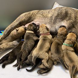 Bullmastiff Puppies from T-Boldt Bullmastiffs