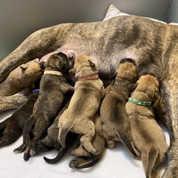 Bullmastiff Puppies from T-Boldt Bullmastiffs