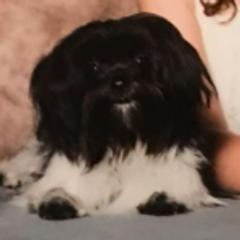 Mi-Kis from Estrellita Mi-Ki's