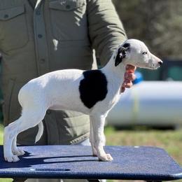 Olive - White and black female Whippet puppy in Sugar Valley, Georgia from Pinnacle Farm and Kennel