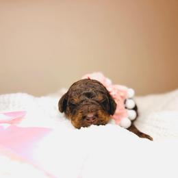 Godiva - Chocolate female Labradoodle puppy in Elizabethtown, Kentucky from Reddy Poodles & Doodles