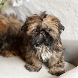 Shih Tzu Puppies from TinyHearts